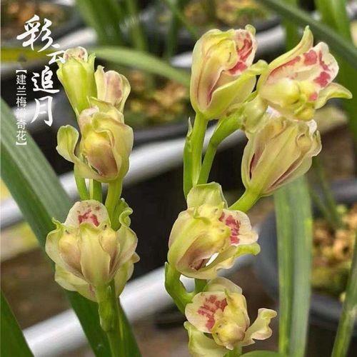 兰花彩云追月芽叶特点