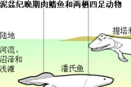 人由鱼进化而来国际上承认了吗