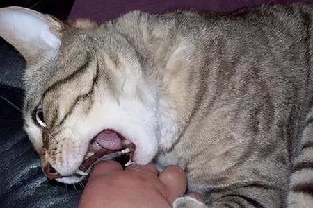 猫为什么突然咬着手不放