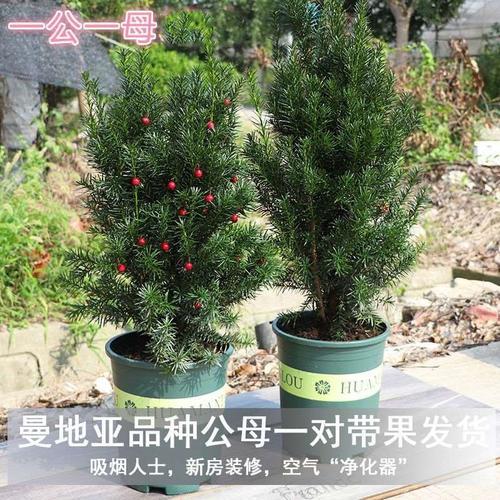 红豆沙树如何修剪