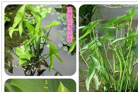 茨菇长成什么样