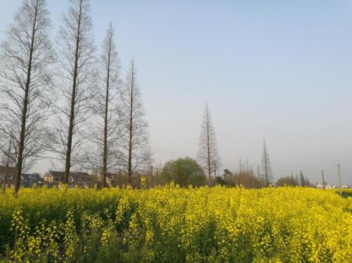 村民必须下载金色乡村吗