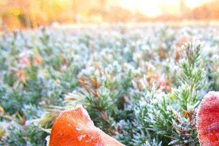 以霜雪之洁求其品出处