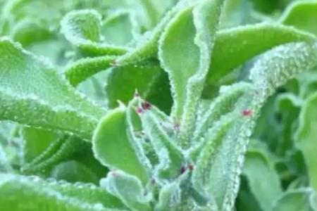 盼盼冰菜种植时间及方法