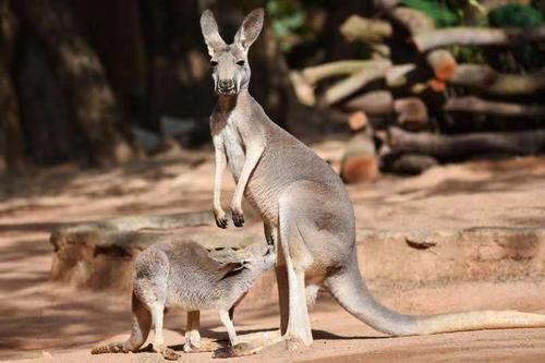 辈分不小的动物
