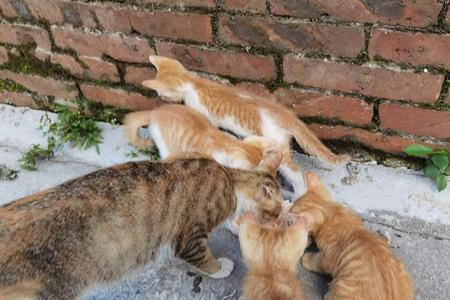 刚生出来的流浪猫能收养吗