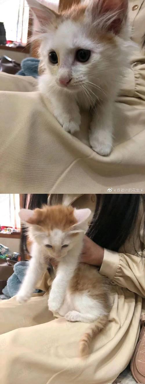 三个月小猫为什么不让人摸