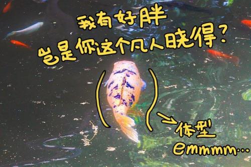 六角龙喂鱼好还是喂饲料好