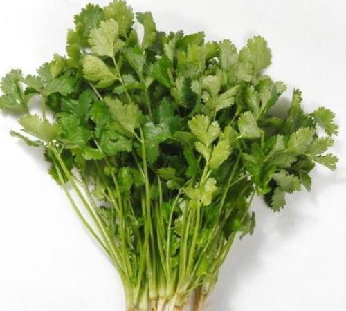 香菜有汽油味怎么回事