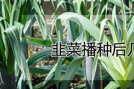 浙江韭菜播种时间