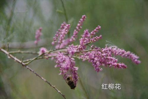 丝丝如缕什么意思