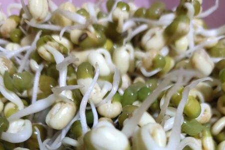 自己生豆芽为什么那么细