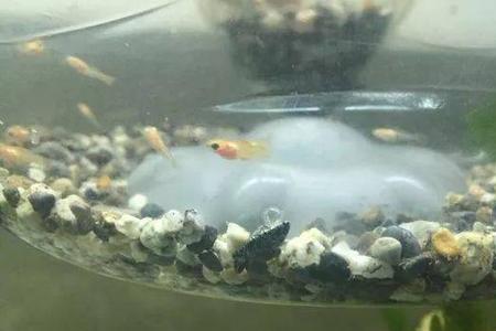 养的小鱼几天换水