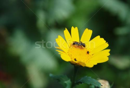 grow和yellow发出的ow音一样吗