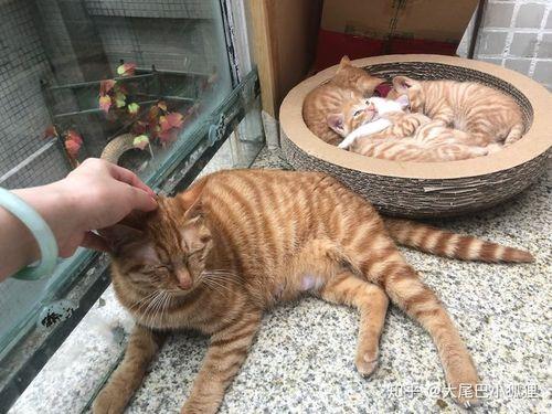 橘猫为什么能吃