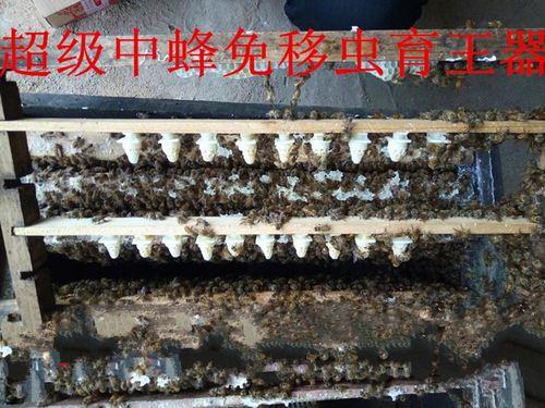 移蜂箱一定要晚上移吗