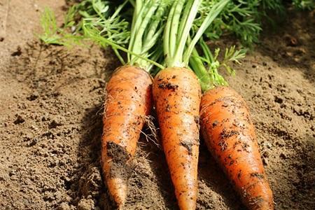 拇指萝卜几月份种植