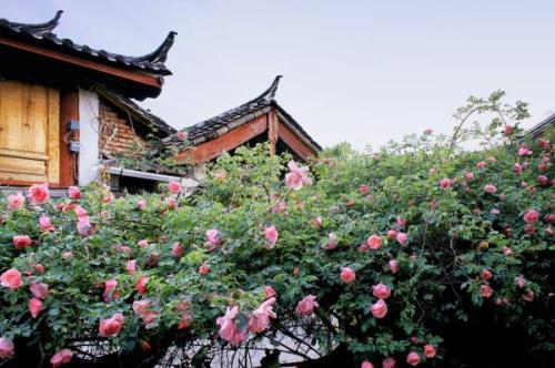 丽江蔷薇介绍