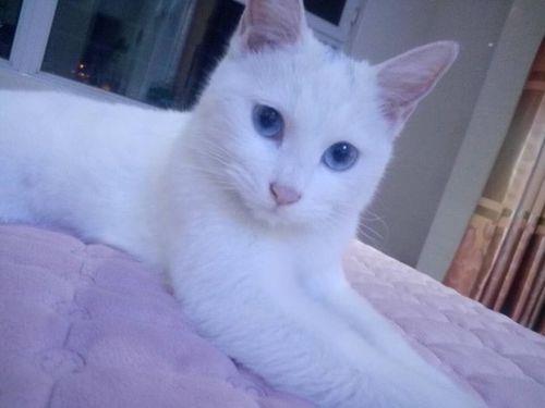 白色的猫黄眼睛是什么品种