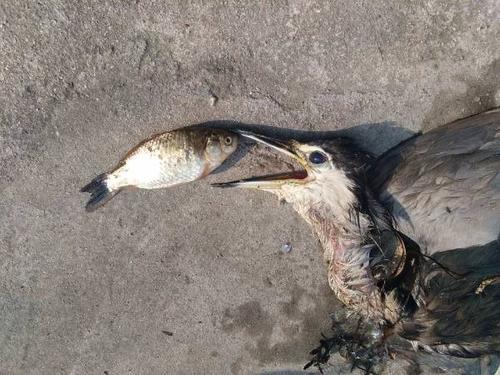 鸟会被冻死吗