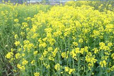 沣油737油菜一亩要多少种子