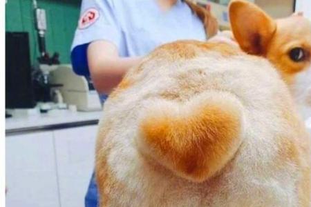 柯基不长毛是什么原因