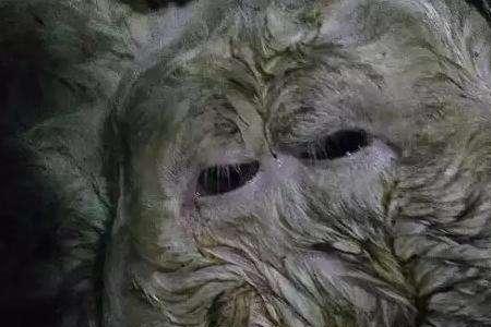 羊最恐怖的一面
