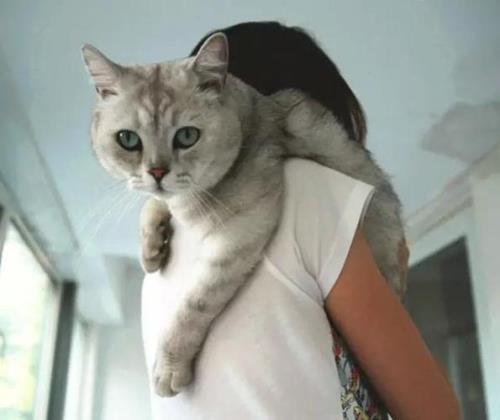 猫大了还能捏脖子吗