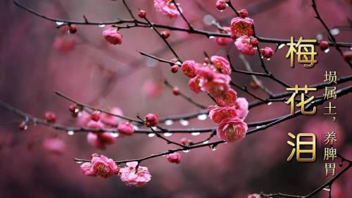 再渡梅花泪藏头诗
