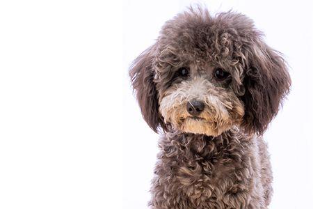 比熊犬的鞋子怎么做