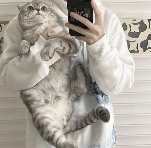 怎样正确抱猫