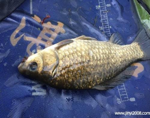 鱼死变硬后能吃吗