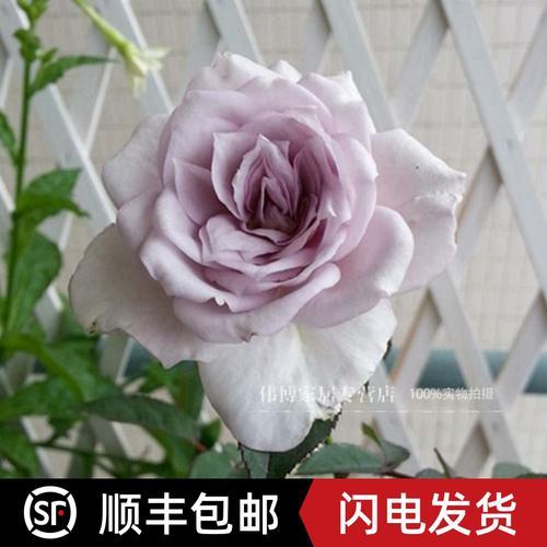 紫水晶月季优缺点