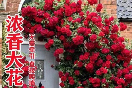藤本月季花种子催芽方法
