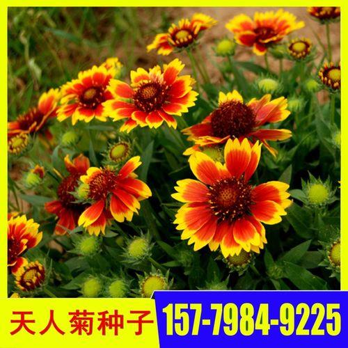 天人菊种子怎样才算成熟
