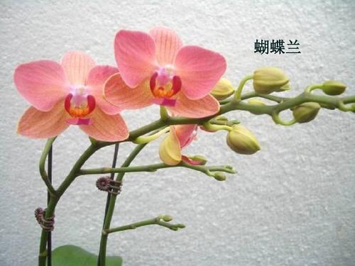 蝴蝶兰如何栽培