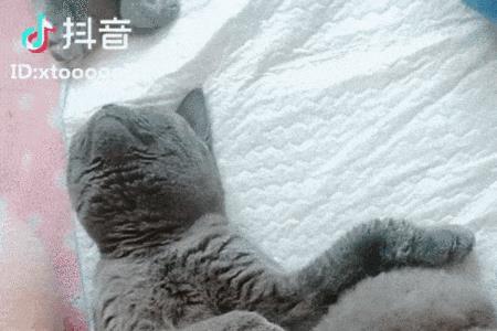 野猫在家里下了一窝崽好不好