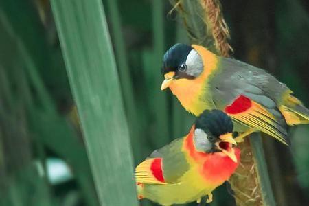 银耳相思鸟市场价