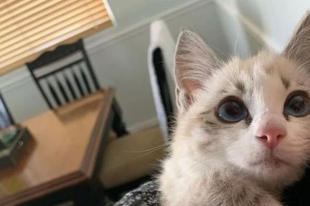 猫主动靠近人征兆好吗