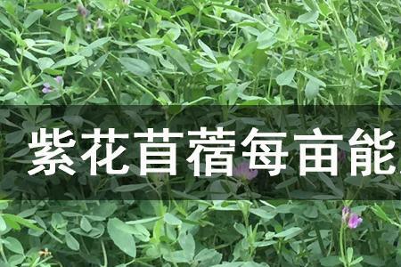 花生和苜蓿的区别
