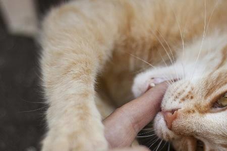 猫咬你但是不真咬什么意思