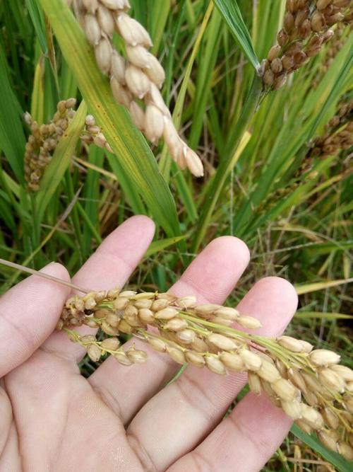 水稻鄂香2号可以自己留种吗