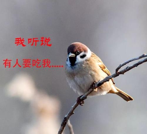 麻雀为什么是四害之一