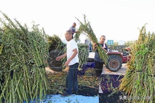 春芝麻什么时候摘心比较好