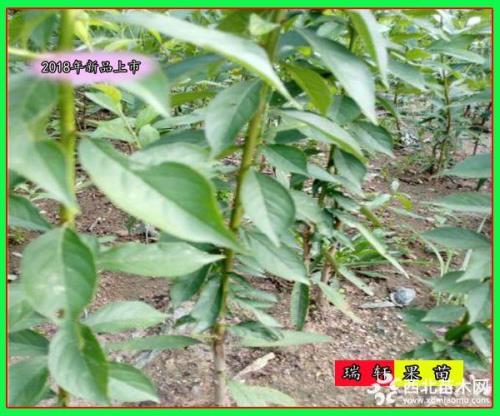 味帝夏季修剪