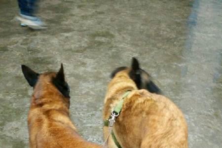 马犬立耳晚是咋回事