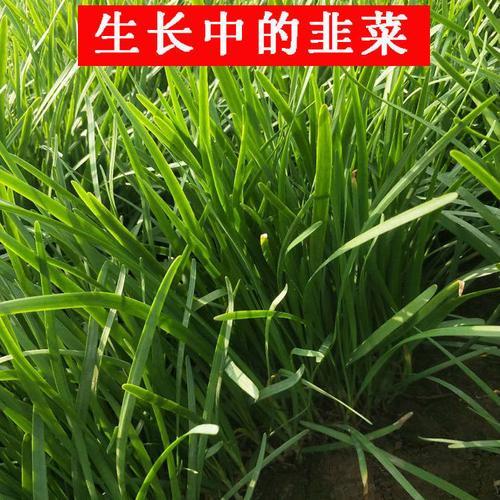 江西韭菜几月份种图