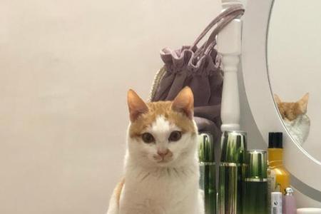 猫是王字旁的吗