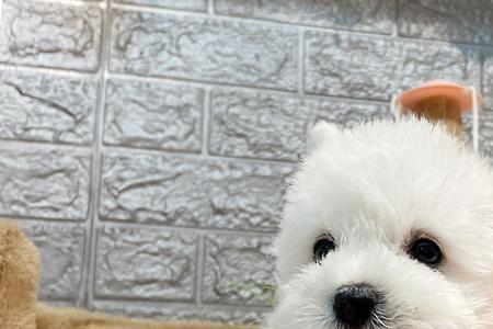 西高地白梗犬大概多少钱一只
