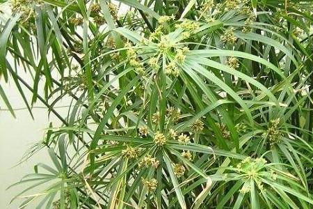水竹怕冷吗